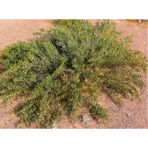 Trailing Wattle Acacia redolens 1 Plants Ground cover Vanilla Prostrate Shrubs Native Yellow Flowering